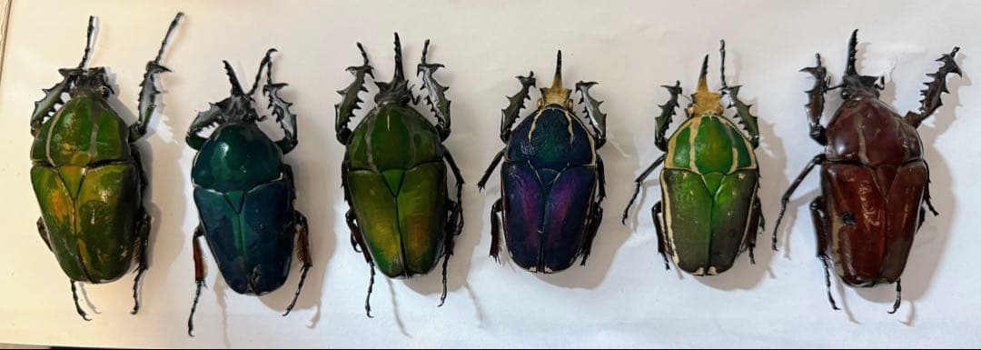 ウガンダ　ウガンデンシス　トルクアータポギー　全てC品