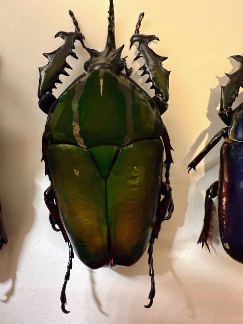 ウガンダ　ウガンデンシス　トルクアータポギー　全てC品