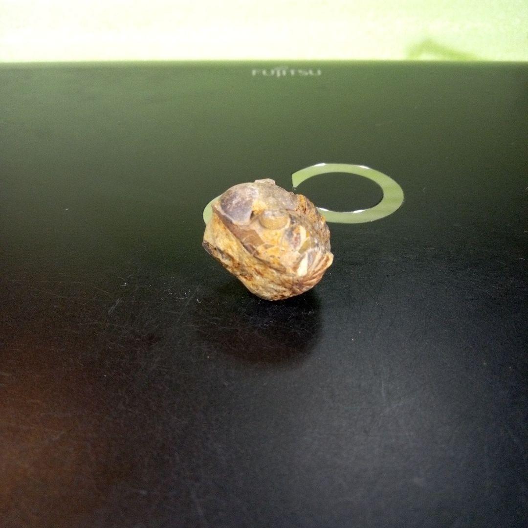 三葉虫　化石　fossil　海　ボリビア産　trilobite　海生動物判別④