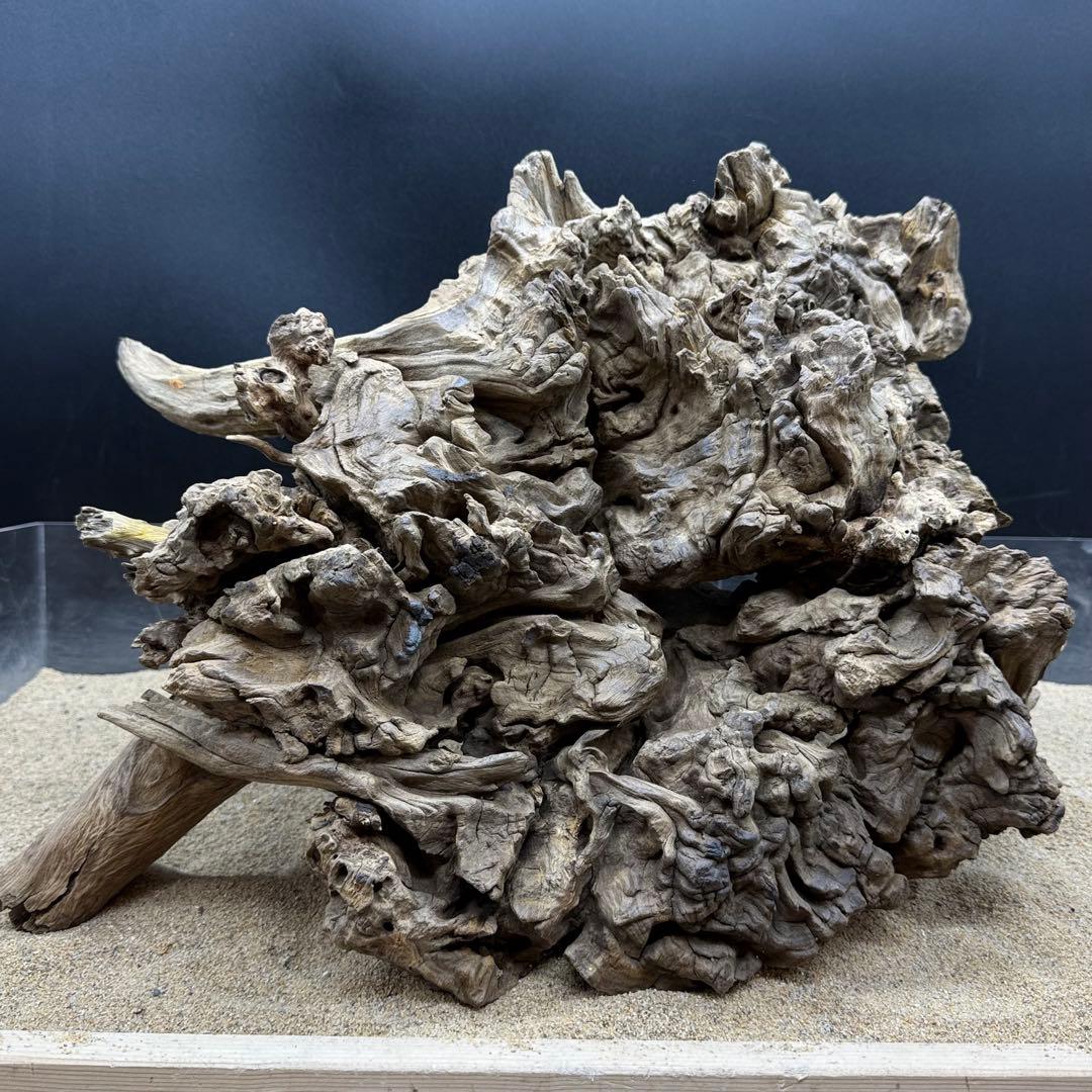 MJW-7216 「特大」ジンジャーウッド　1点物　天然流木 アクアリウム