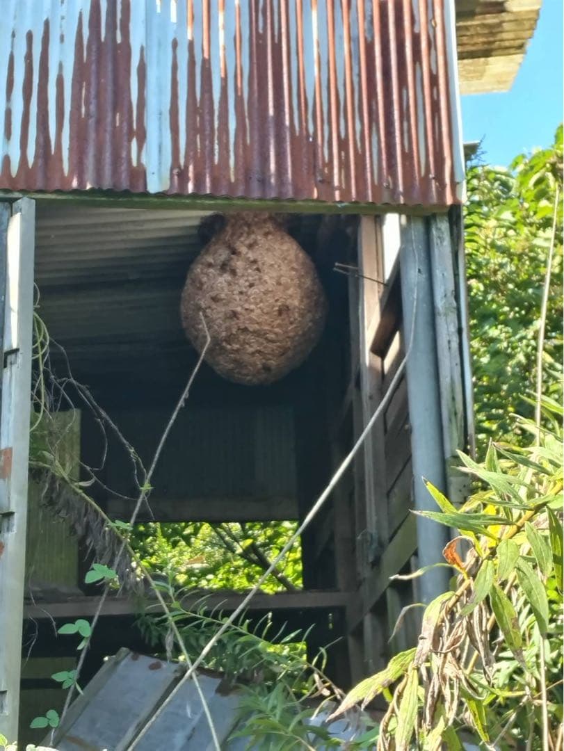 【超巨大！美形】　大きなハチの巣！