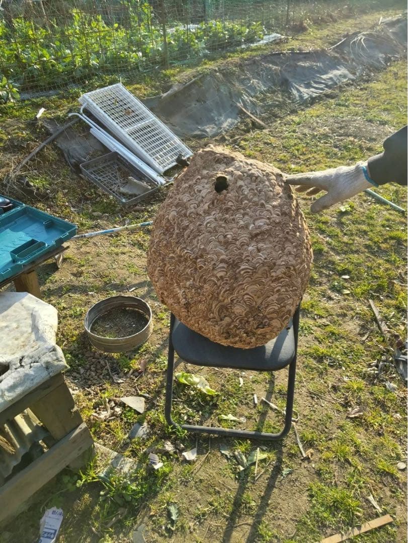 【超巨大！美形】　大きなハチの巣！