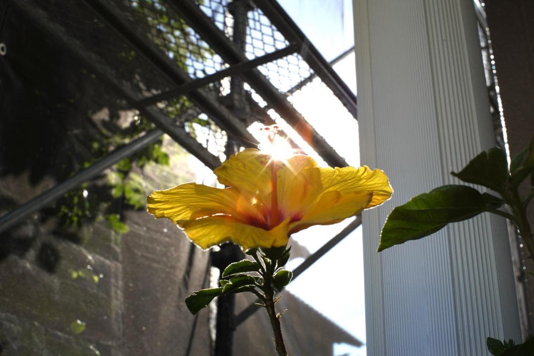 フィルムカメラ Nikon F TN / NIKKOR-S Auto 50mm F1.4