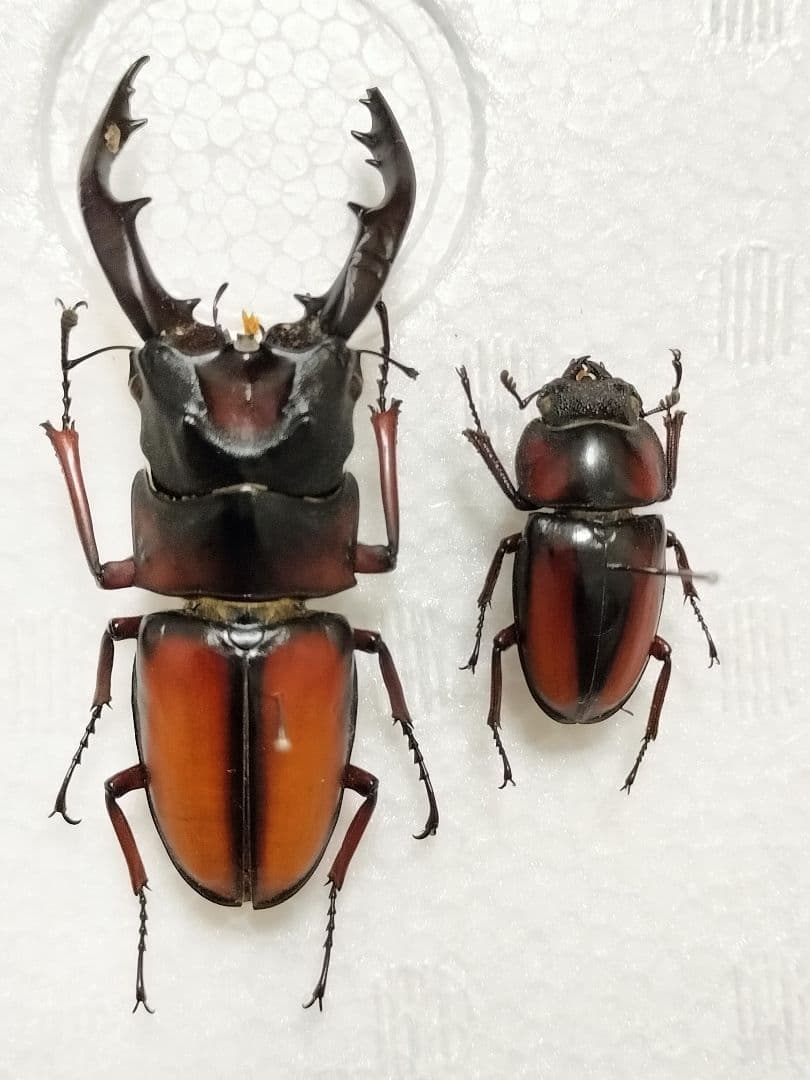 大型ミラビリスノコギリクワガタペア標本
