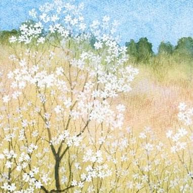 絵画「早春～ こぶしの咲くころ」　水彩画