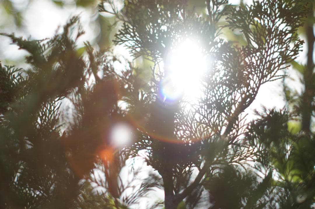 光学極美品_作例有✨ PENTAX スーパータクマー 55mm f1.8 後期型