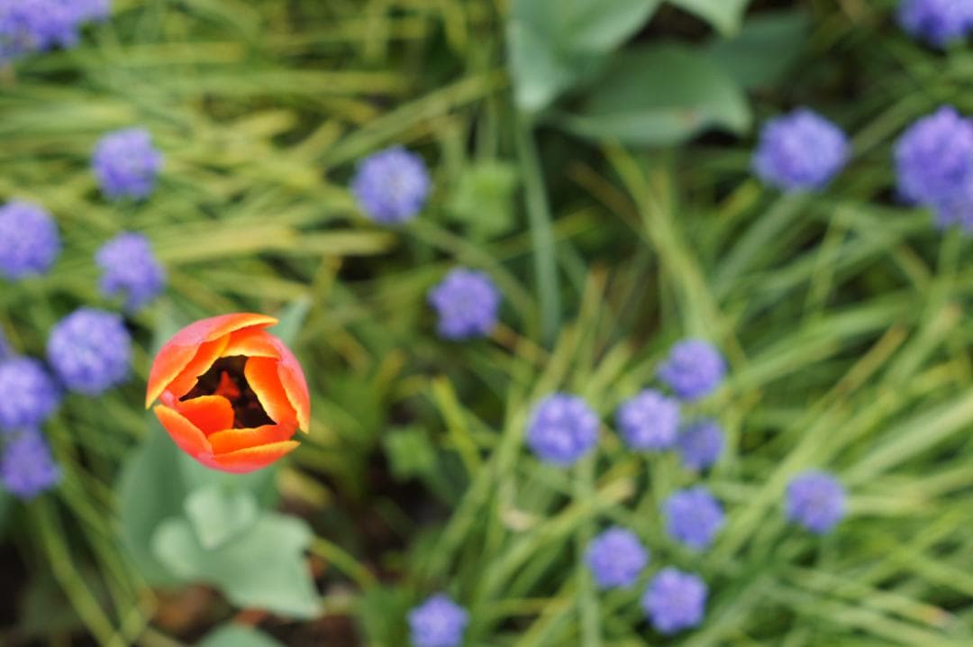 光学極美品_作例有✨ PENTAX スーパータクマー 55mm f1.8 後期型