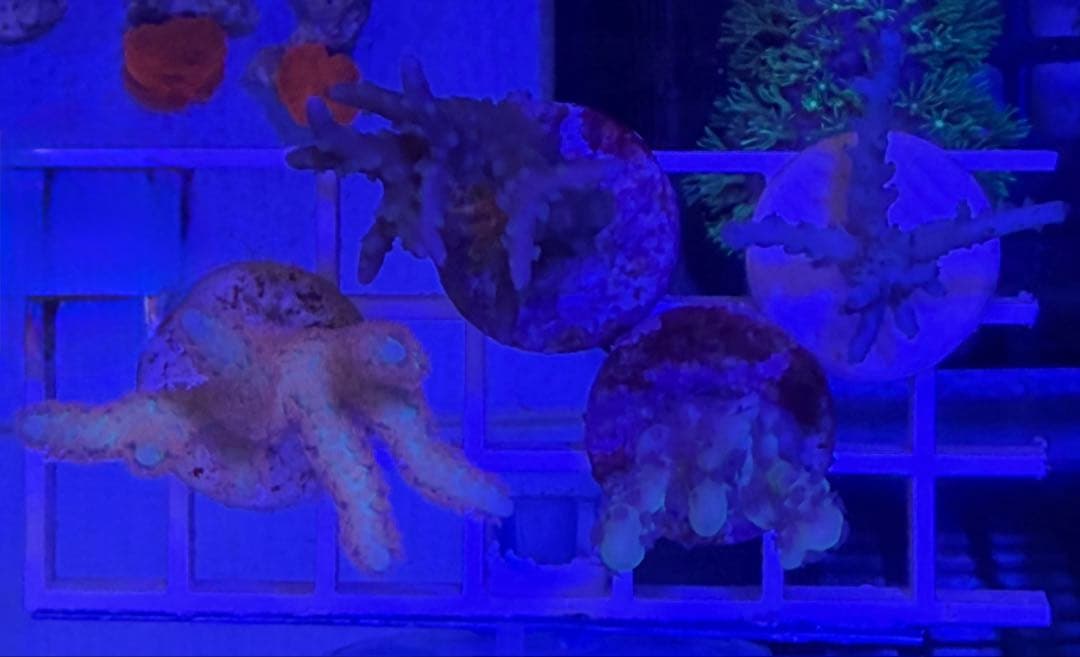 コエダミドリイシ　トゲミドリイシ　エダコモン　キャピタタコモン　4種　サンゴ