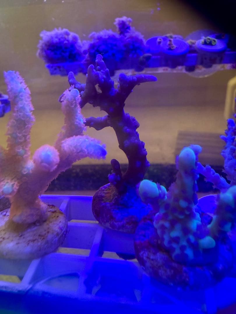 コエダミドリイシ　トゲミドリイシ　エダコモン　キャピタタコモン　4種　サンゴ