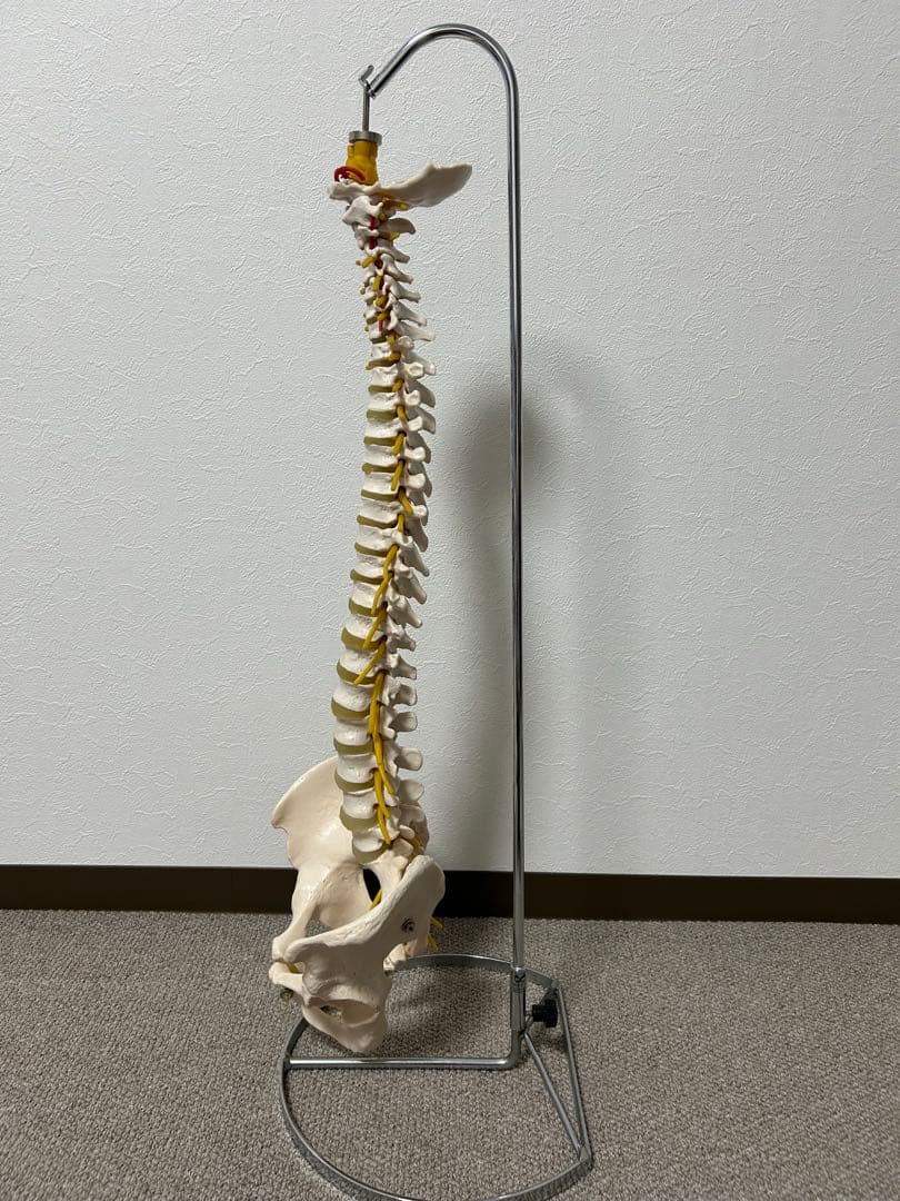 骨格模型 脊柱模型 スタンド付き(86㎝スタンドの高さ)