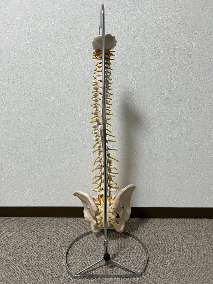 骨格模型 脊柱模型 スタンド付き(86㎝スタンドの高さ)