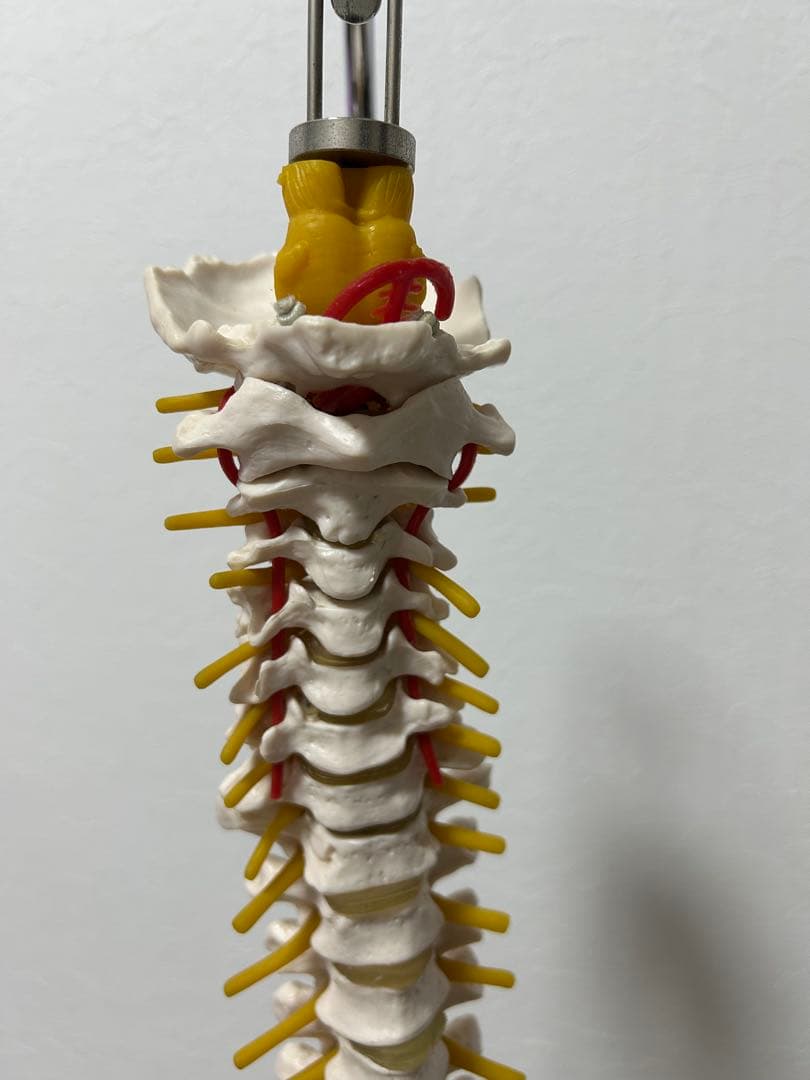 骨格模型 脊柱模型 スタンド付き(86㎝スタンドの高さ)