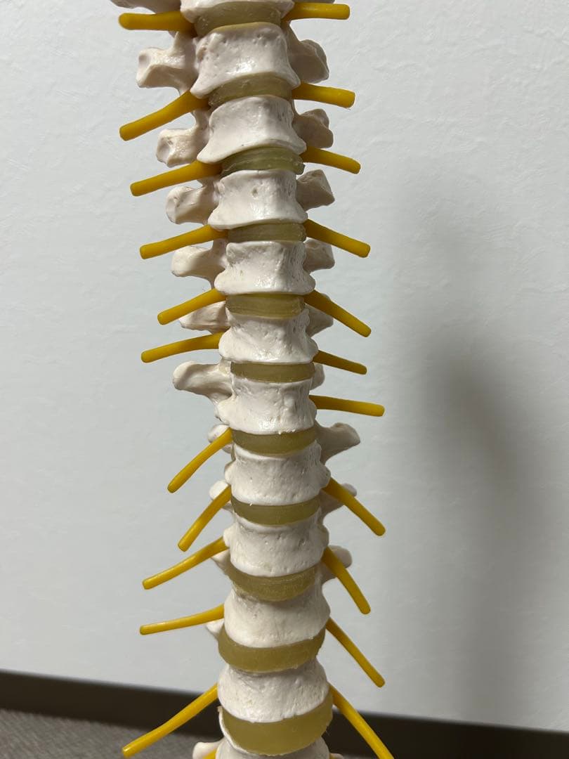 骨格模型 脊柱模型 スタンド付き(86㎝スタンドの高さ)
