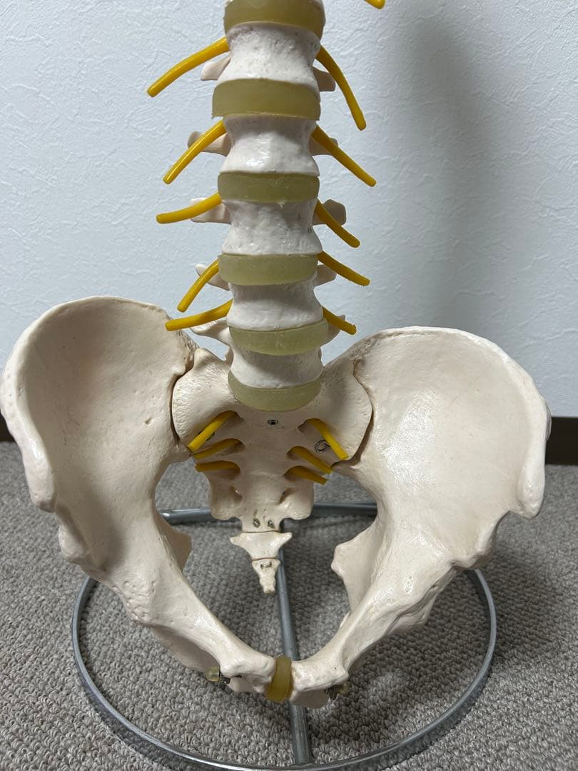 骨格模型 脊柱模型 スタンド付き(86㎝スタンドの高さ)