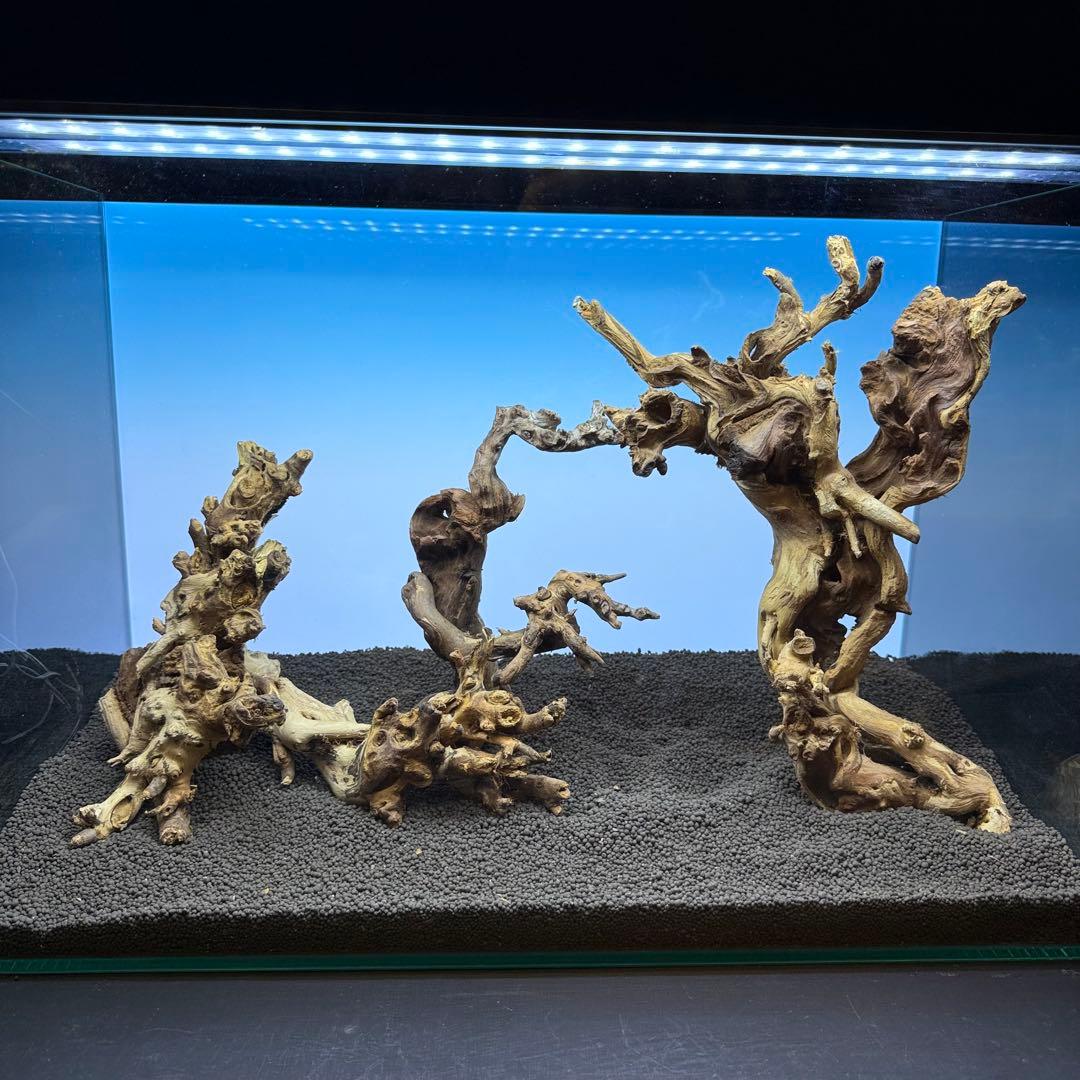 MSW-7099 天然流木 3本セット　枝流木　アクアリウム