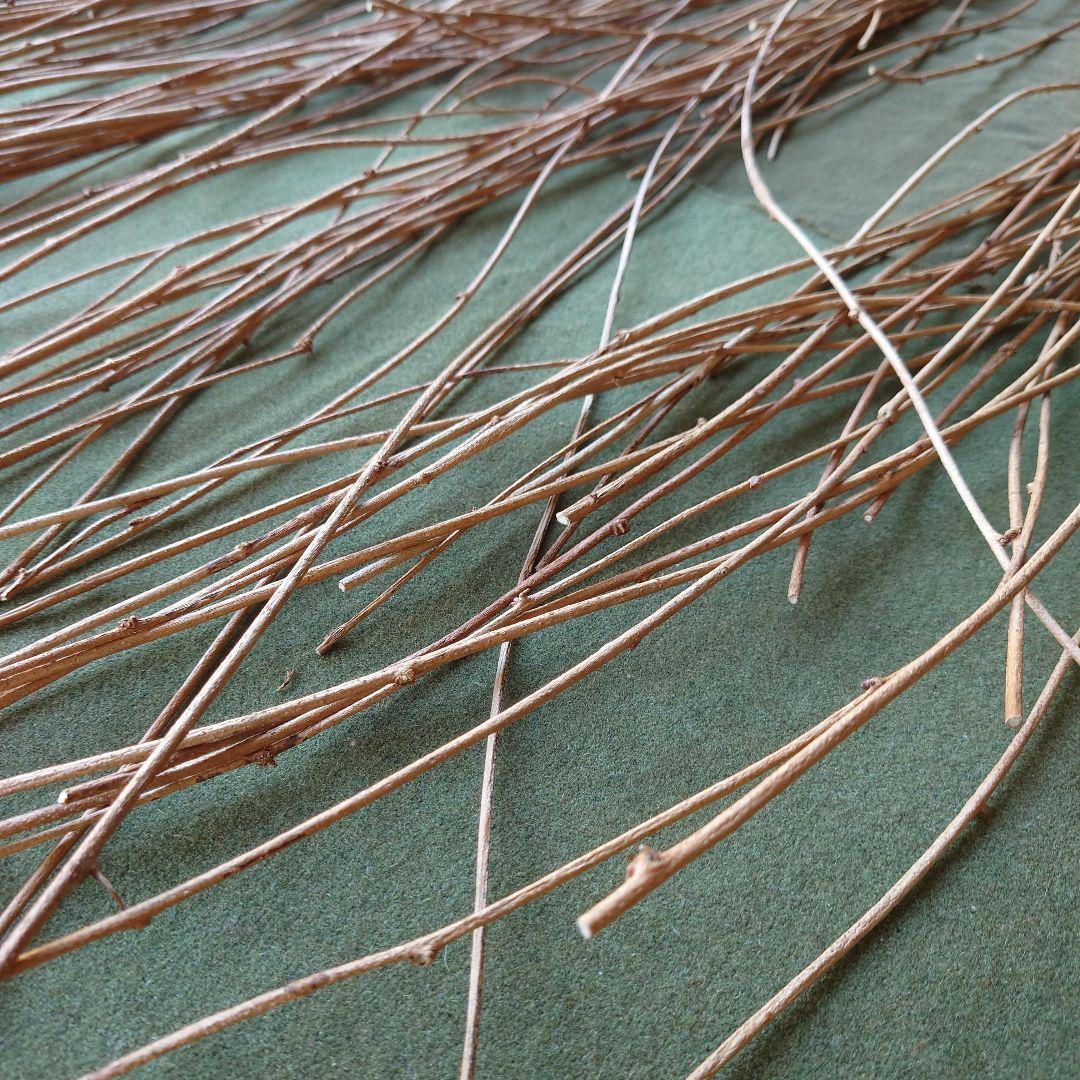 アケビの蔓（根蔓ランナー)