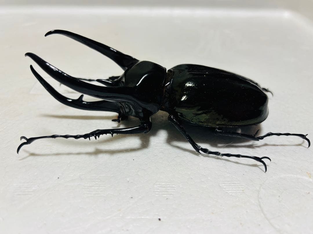 【激レア】特大コーカサスオオカブト 128ミリ 死虫　標本 カブトムシ