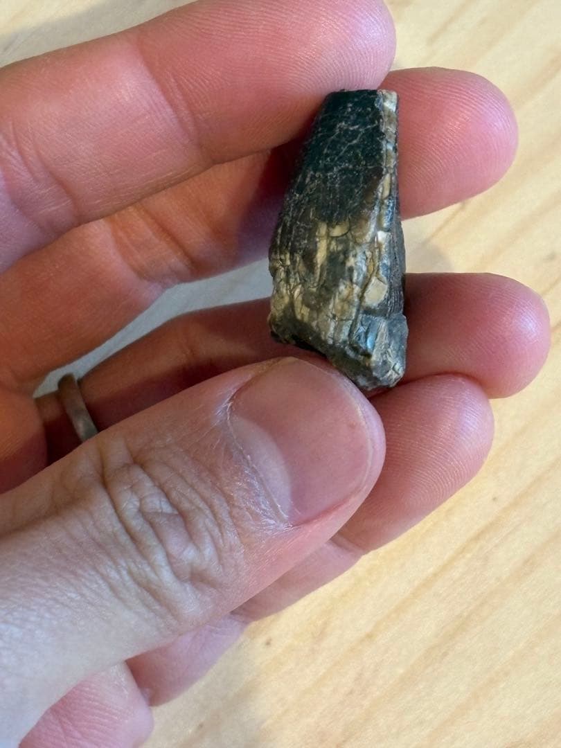 お買い得　ジョバリアの歯　化石　竜脚類