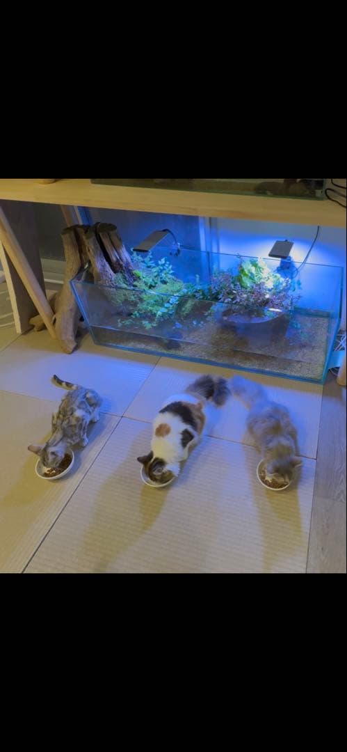 走*剣様 ガラス水槽120✖️45✖️35 と　 ガラス90 22 30