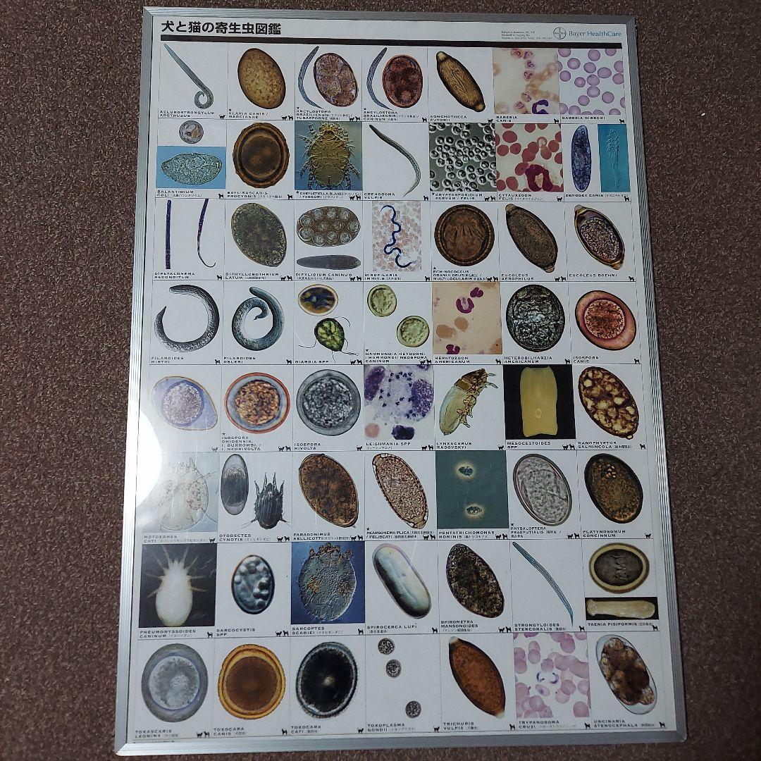 犬と猫の寄生虫図鑑 大パネル