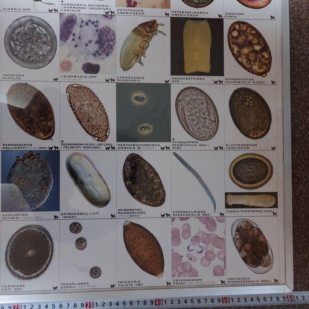 犬と猫の寄生虫図鑑 大パネル