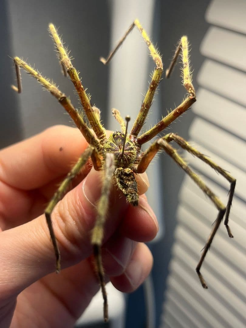 【標本】グリーンハンツマン トゥルースパイダーマンティスムカデセンチピードサソ