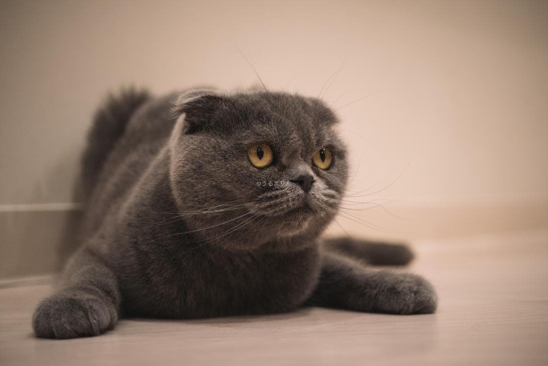 良品！星ボケ希少等倍マクロレンズ！Macro-Takumar 50mm F4