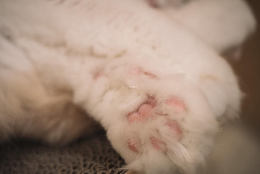 良品！星ボケ希少等倍マクロレンズ！Macro-Takumar 50mm F4