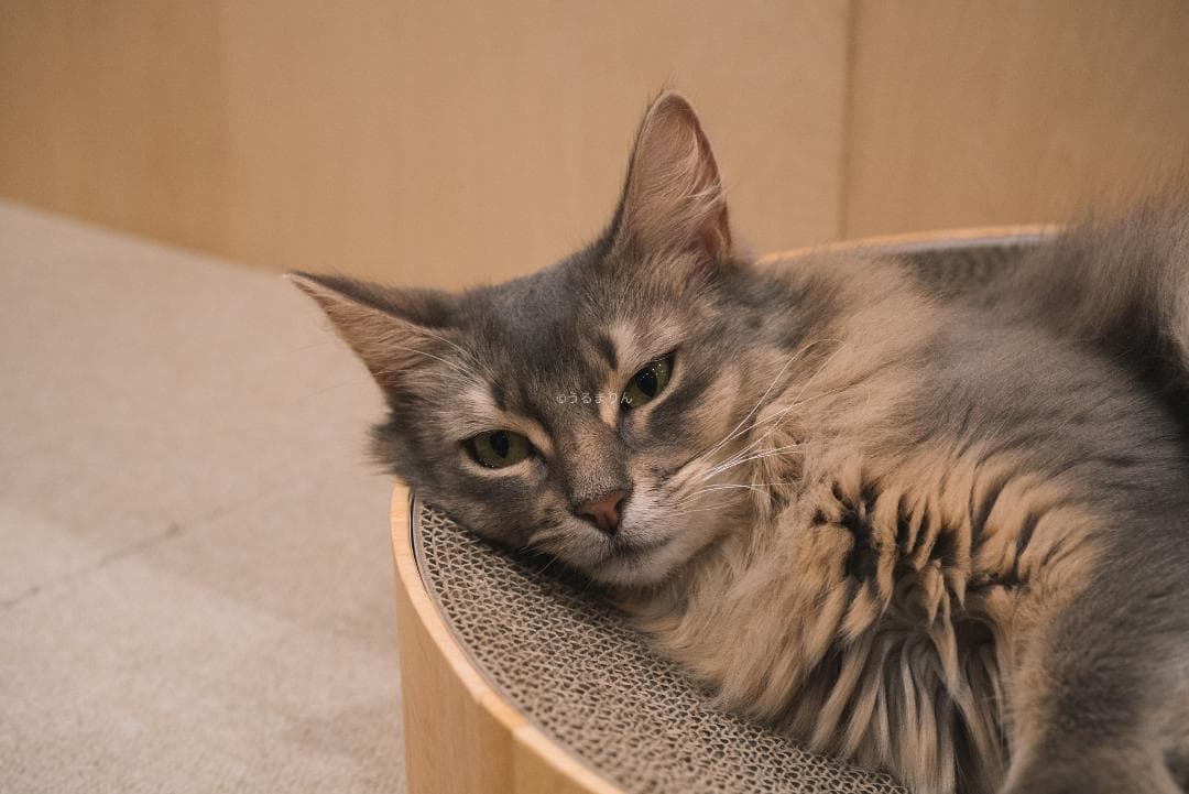 良品！星ボケ希少等倍マクロレンズ！Macro-Takumar 50mm F4