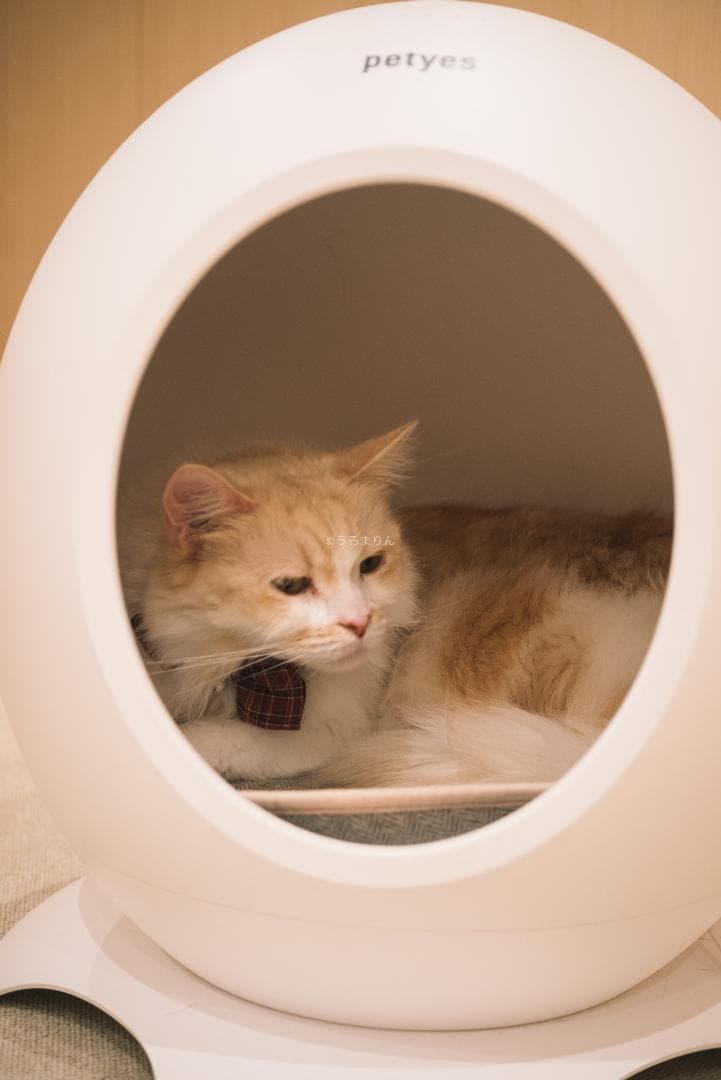 良品！星ボケ希少等倍マクロレンズ！Macro-Takumar 50mm F4