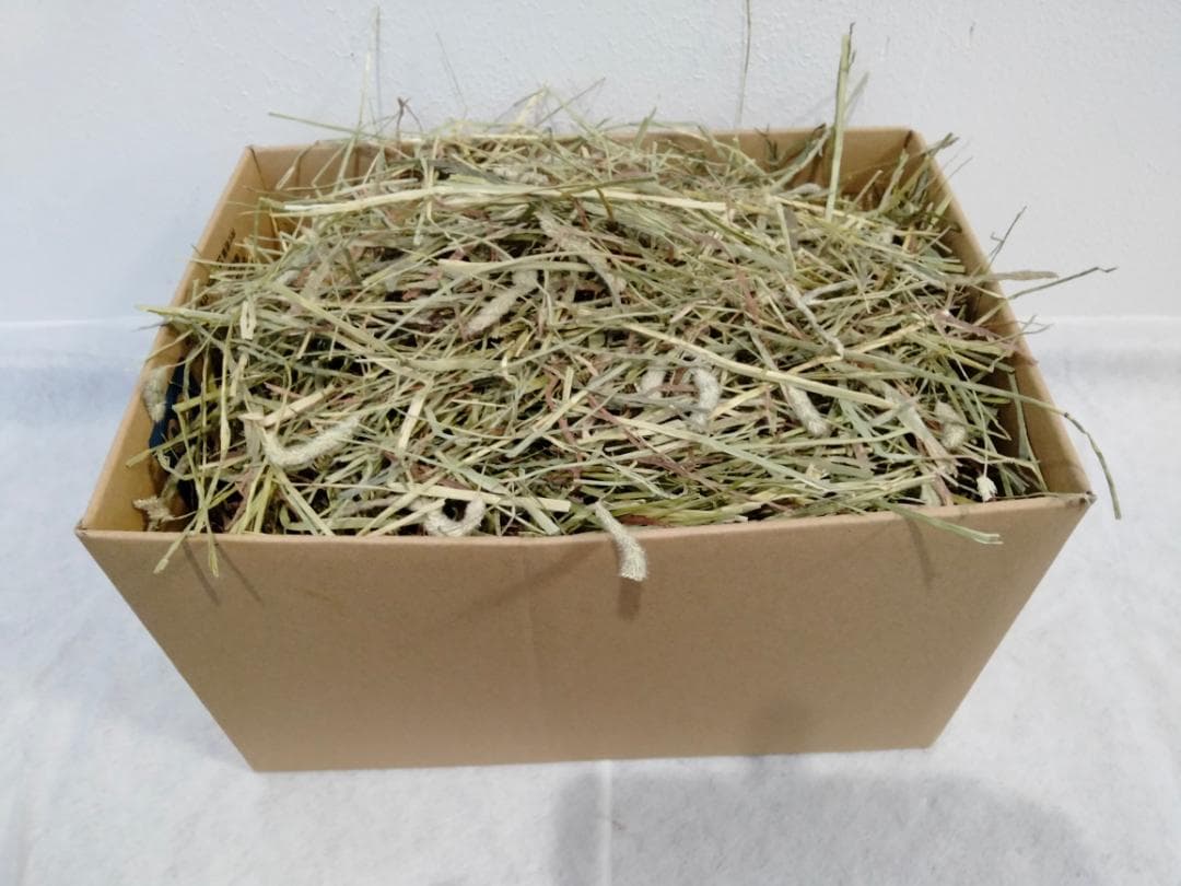 【11/30まで】 カナダ産 チモシー 50kg スーパープレミアム １番刈り