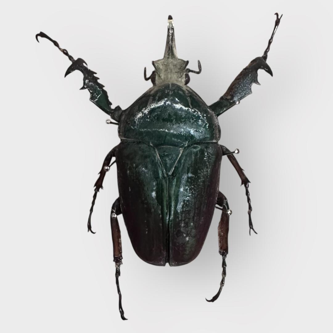 桐箱入り　　クビワオオツノカナブン 雄　オス　標本　　ルワンダ産
