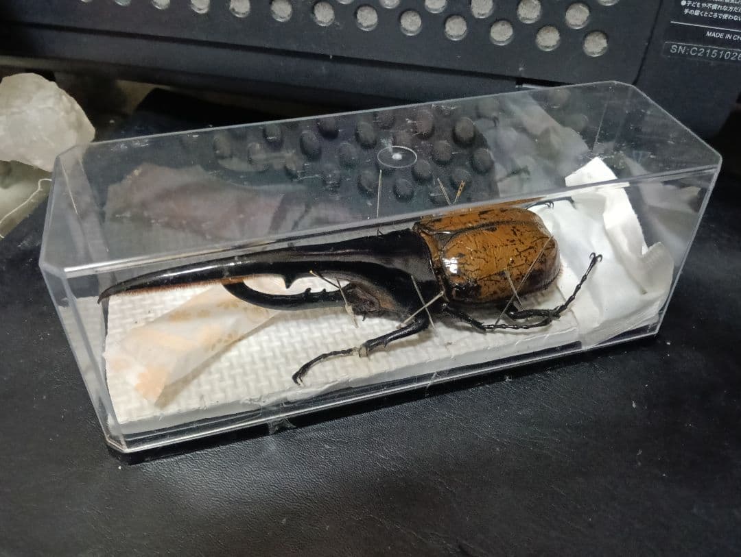 昆虫標本 超大型血統ヘラクレスオオカブト雄163mm 美形