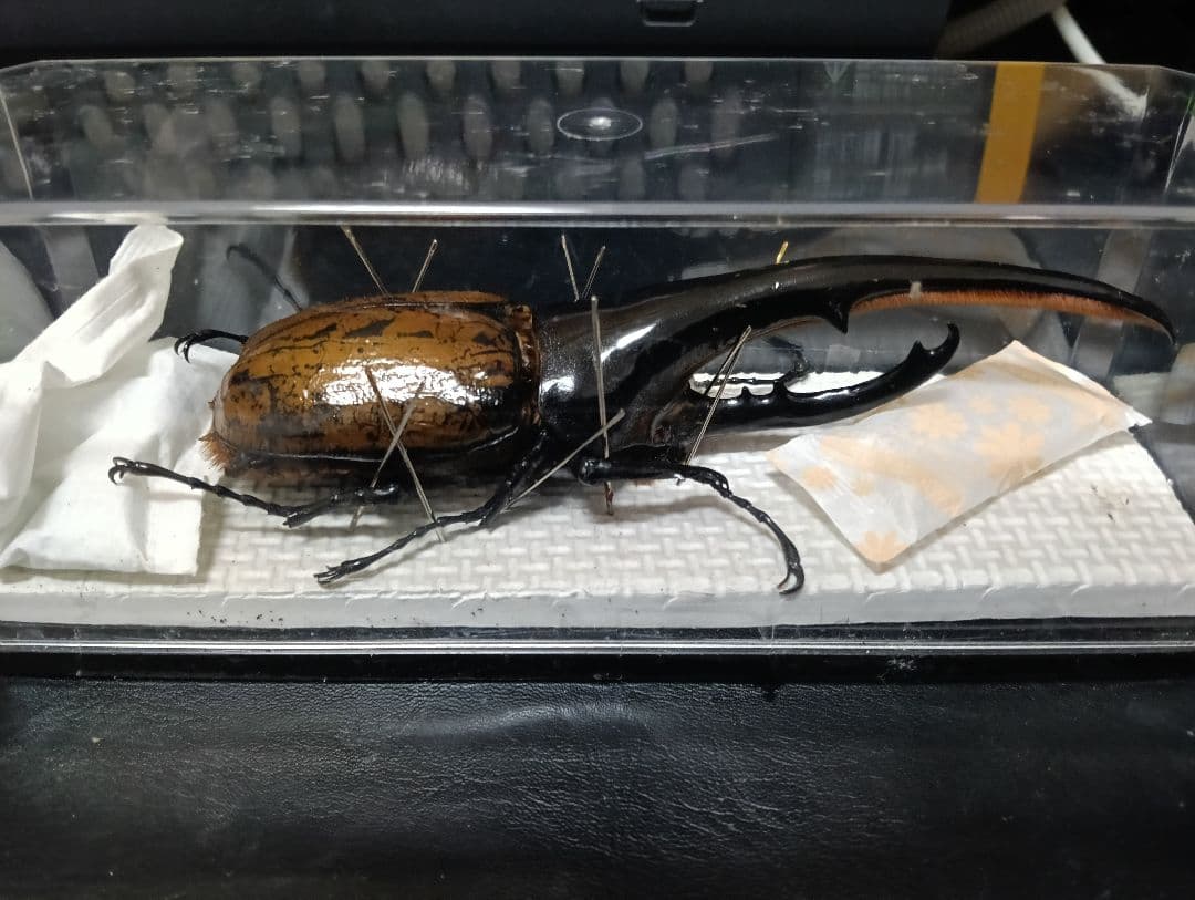 昆虫標本 超大型血統ヘラクレスオオカブト雄163mm 美形