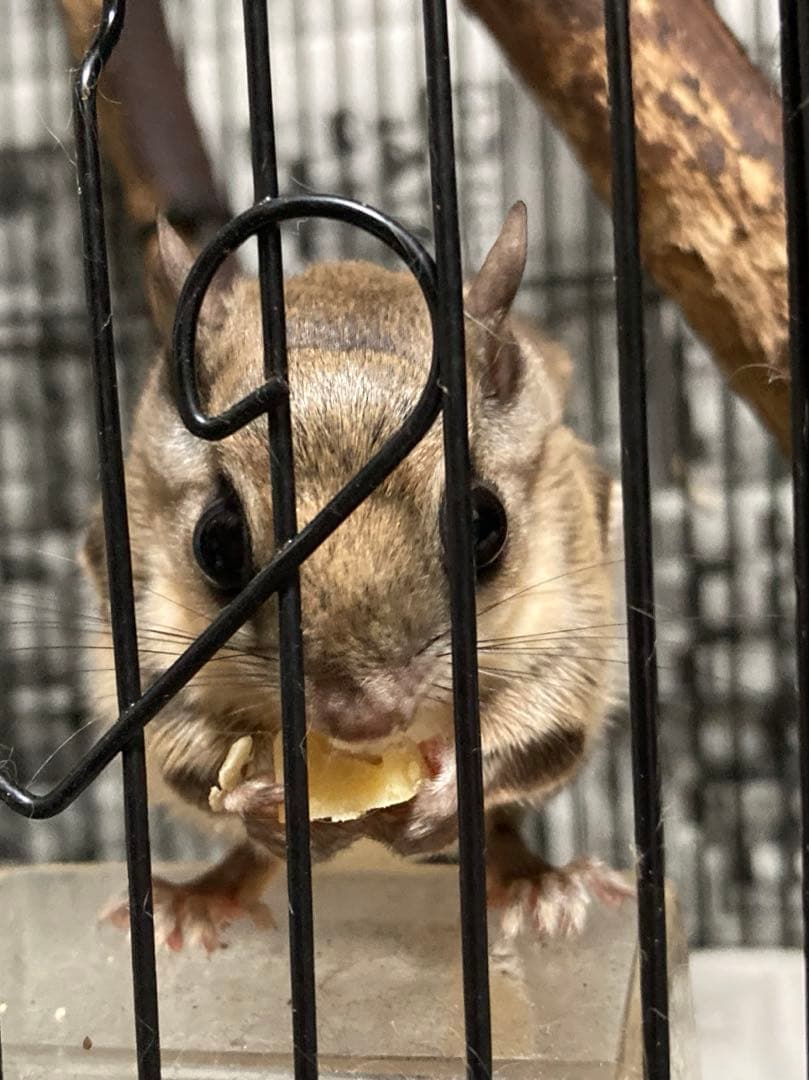 モモンガ 飼育マニュアル