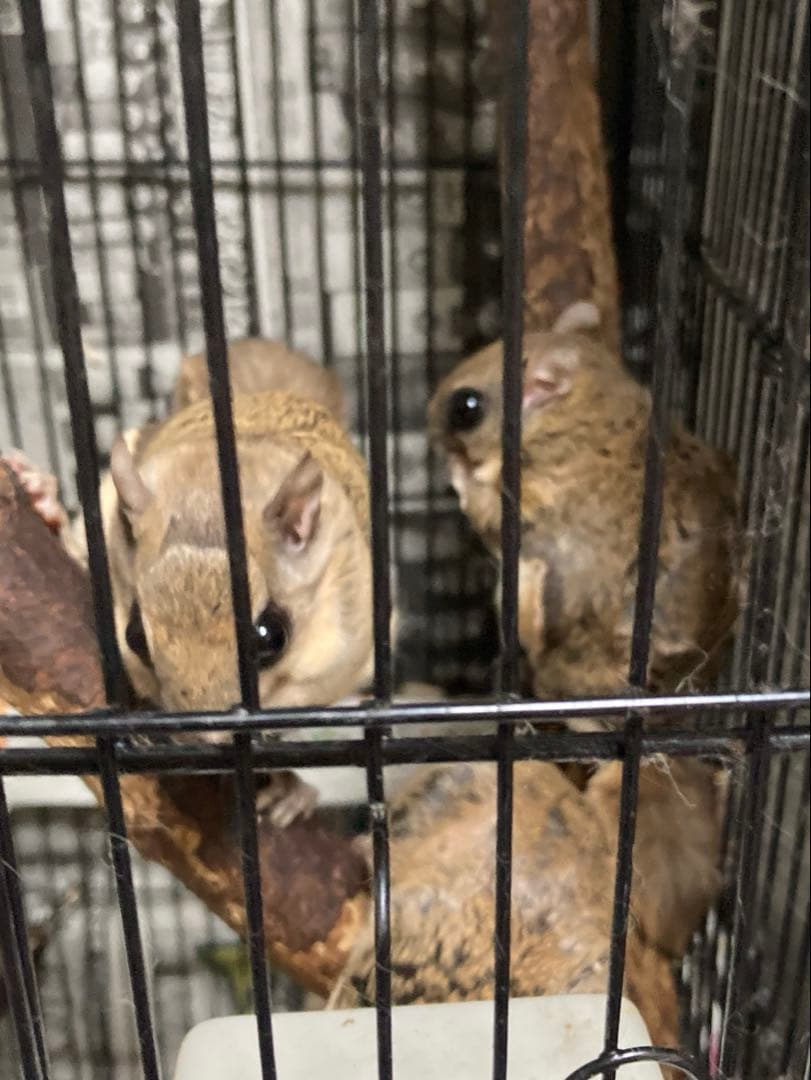 モモンガ 飼育マニュアル