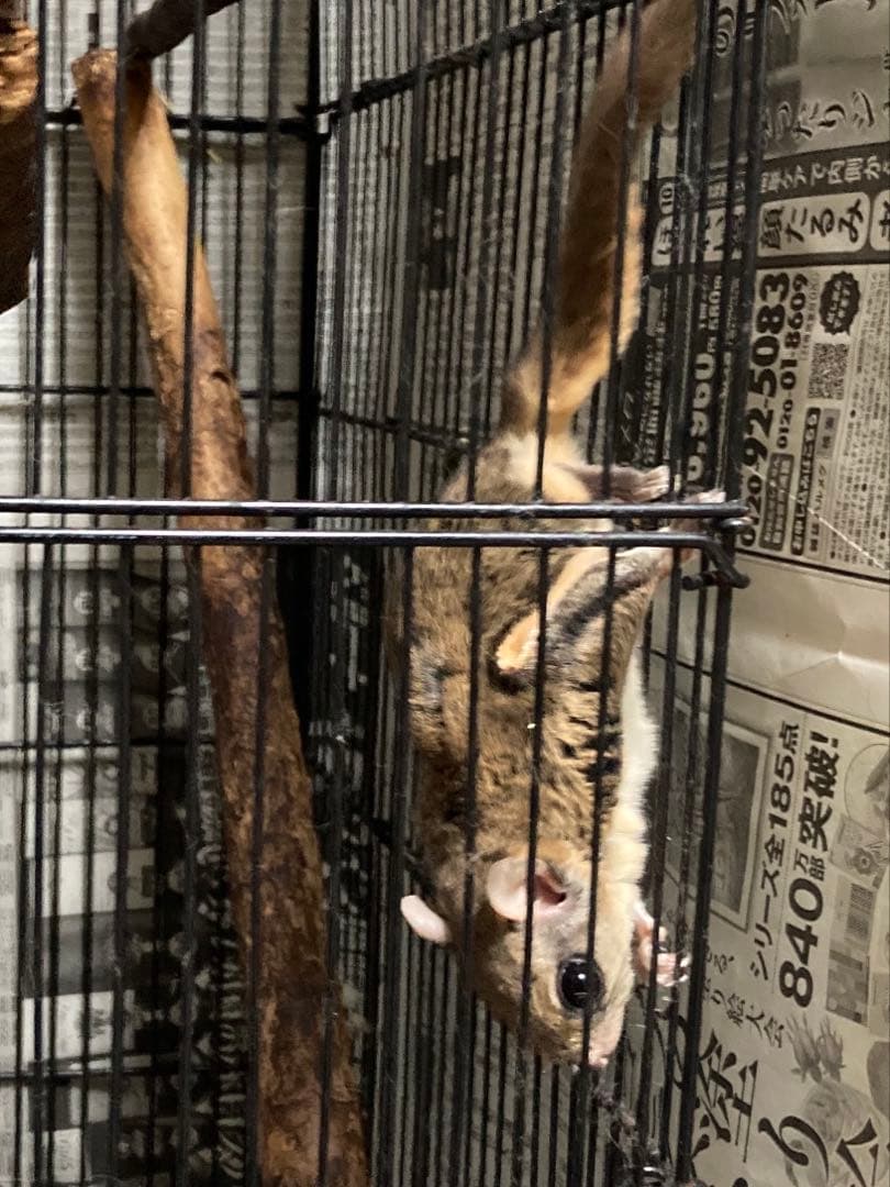 モモンガ 飼育マニュアル