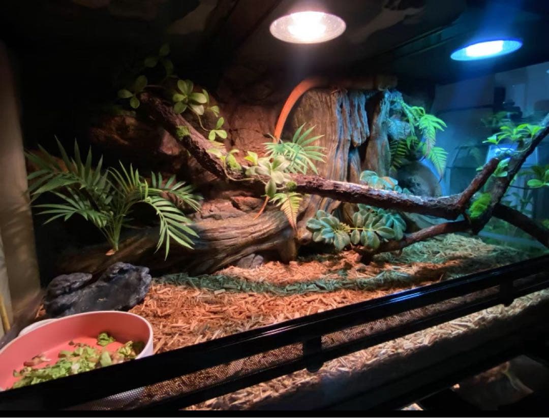 自社製組み立て式爬虫類両生類ケージガラス飼育ケージ60x30x30cm引取り可