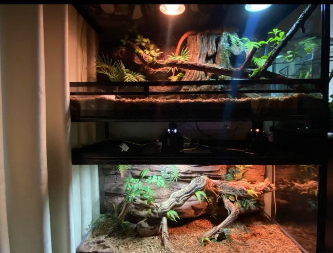 自社製組み立て式爬虫類両生類ケージガラス飼育ケージ60x30x30cm引取り可