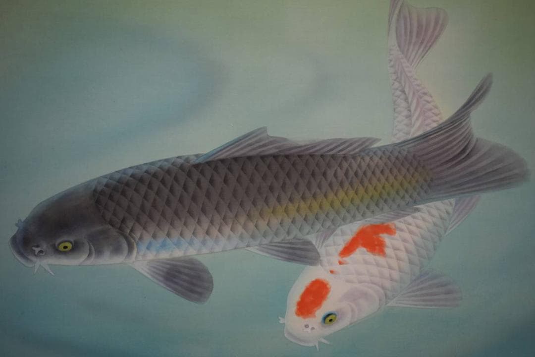 真作/大矢大響/遊鯉図/桐共箱二重箱付/布袋屋掛軸HE-598