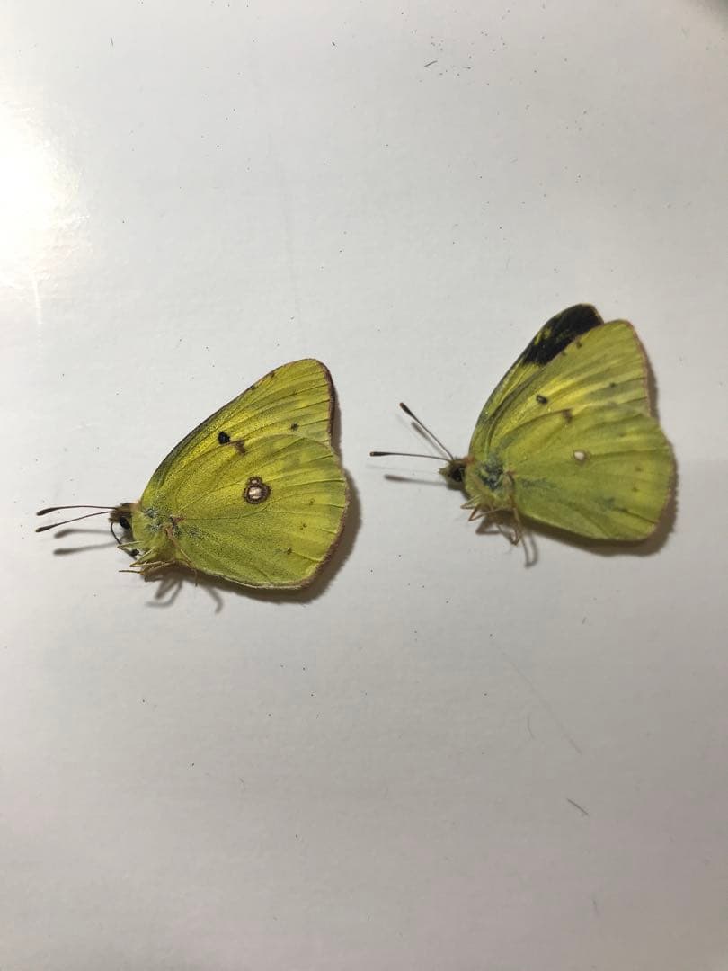 モンキチョウ♀レア型　黄色型　異常型