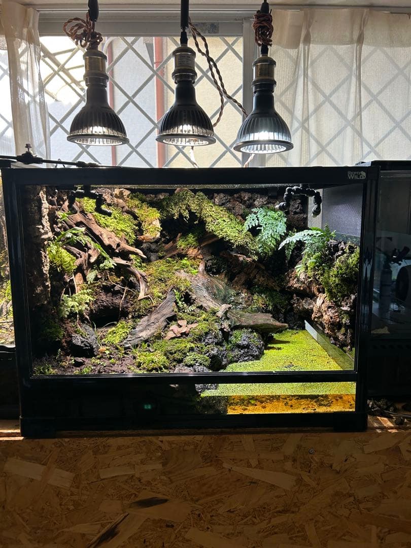 テラリウム　レイアウト品　イモリウム