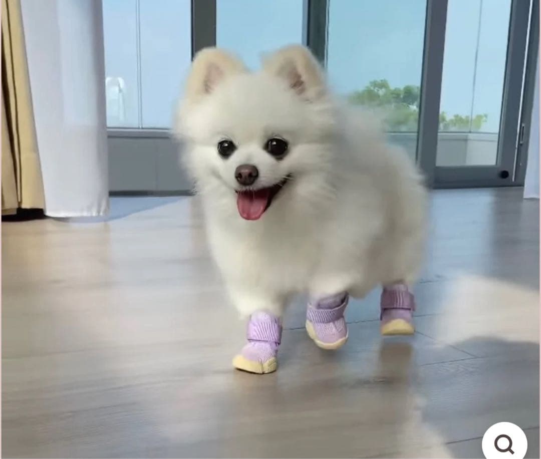 RIFRUF 犬用靴 パープル　サイズ0 リフラフドッグシューズ