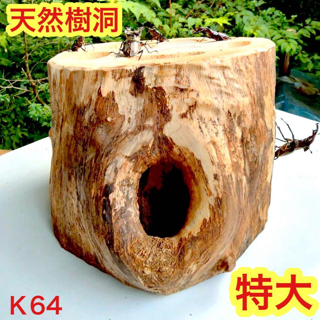 特大隠れ家　天然樹洞　登り木　クワリウム　クワガタ　止まり木　シェルター　エサ皿