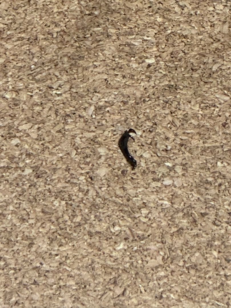 ニジイロクワガタ 雌雄モザイク？