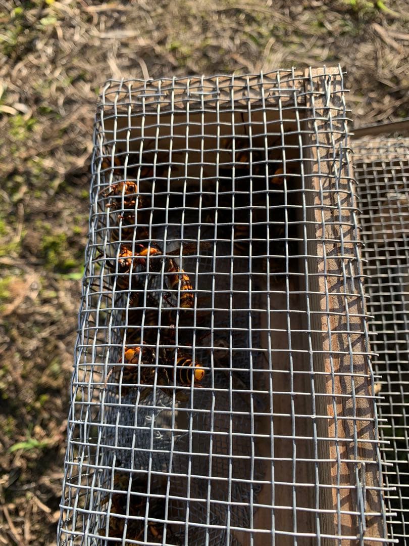 スズメバチ捕獲器　４個組　　とも