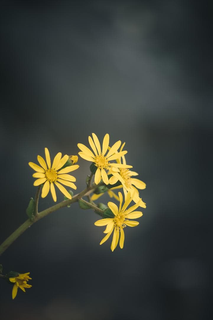 ライカの初の望遠！Leica Telyt 200mm F4.5 オールドレンズ