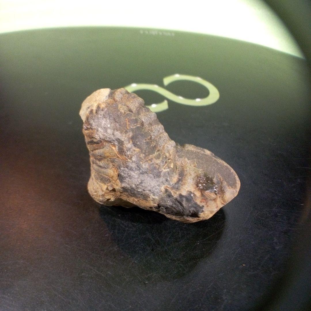 三葉虫　化石　fossil　ボリビア産　trilobite　三葉虫判別⑧
