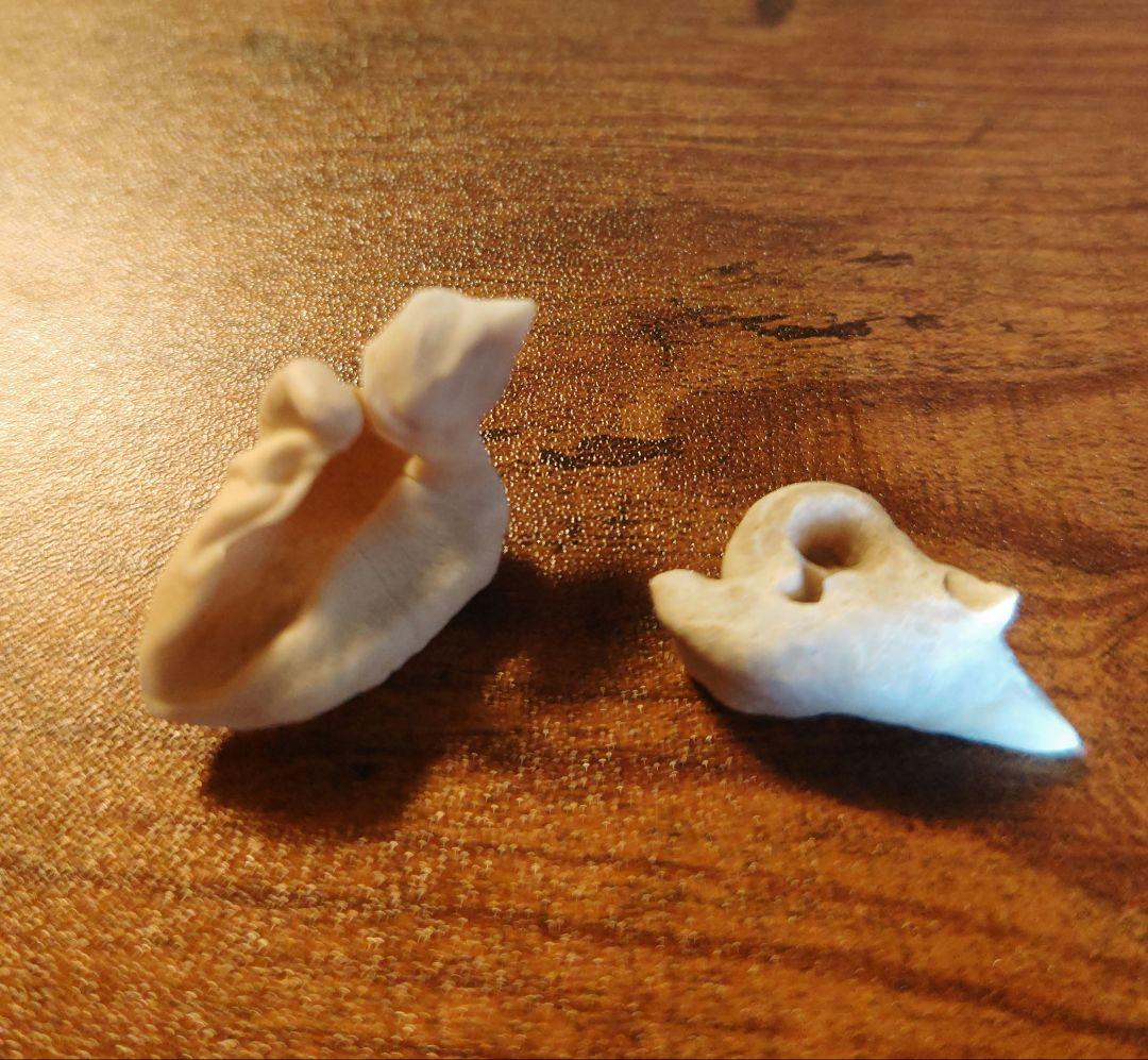 イルカ耳骨セット 希少！