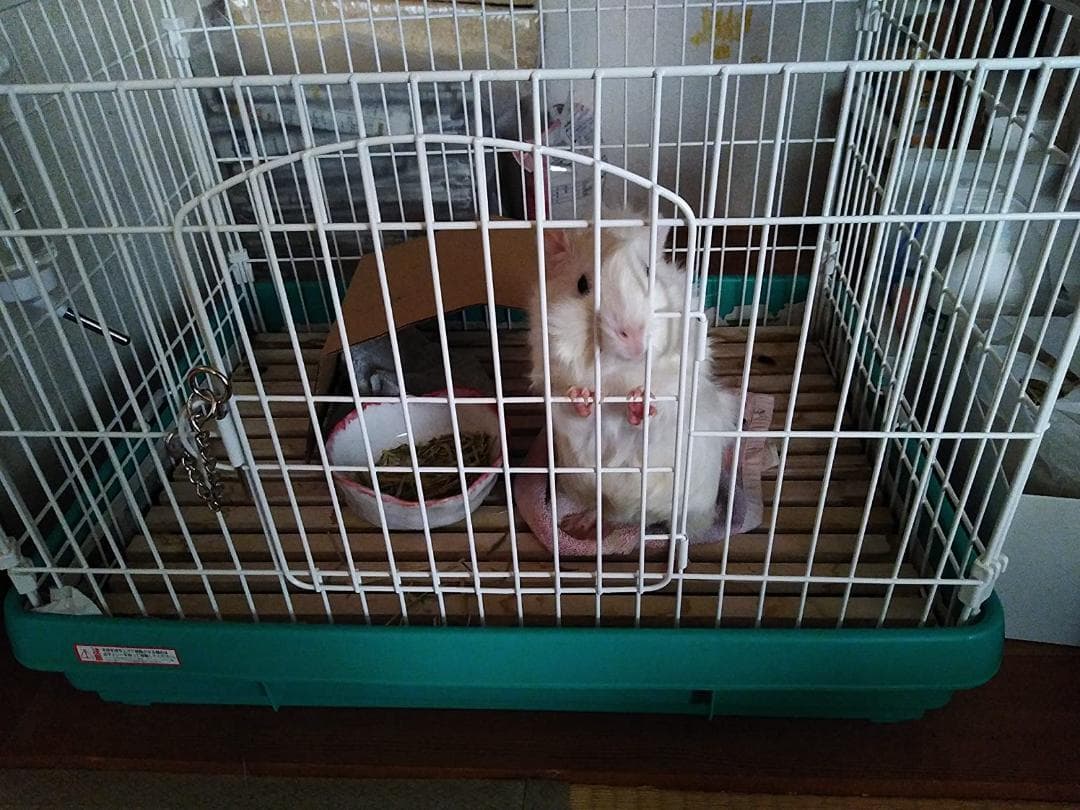 アイリスオーヤマ ラビットケージ UK-650 パステルグリーン